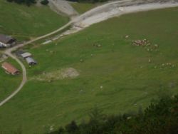 2013-09-08_6Falkenh-Steinfalk (338).JPG